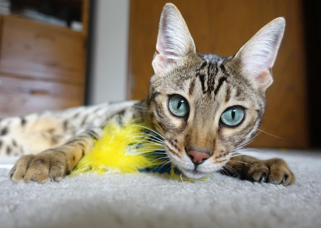 全黑队全面的攻击手段让对手无法防备，全黑队服